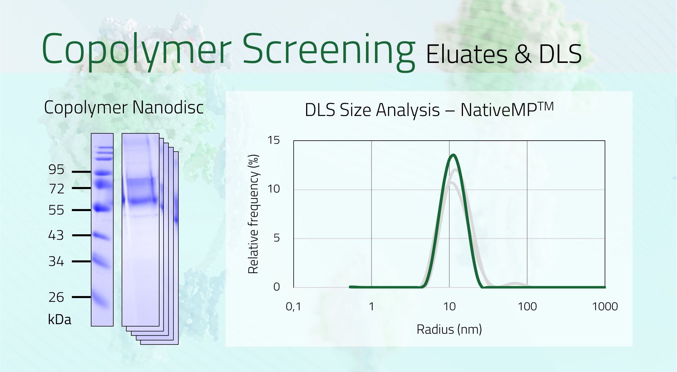 SLC1A6 Eluate + DLS